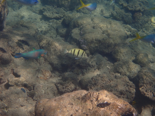 Acanthurus triostegus observed 2026-10-26