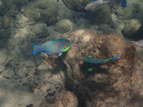 Scarus rivulatus observed 2026-10-26
