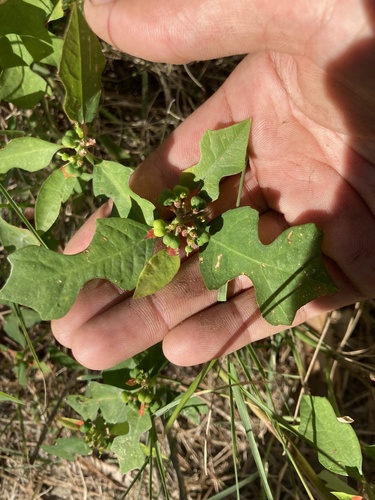 Euphorbia heterophylla observed 2026-10-26