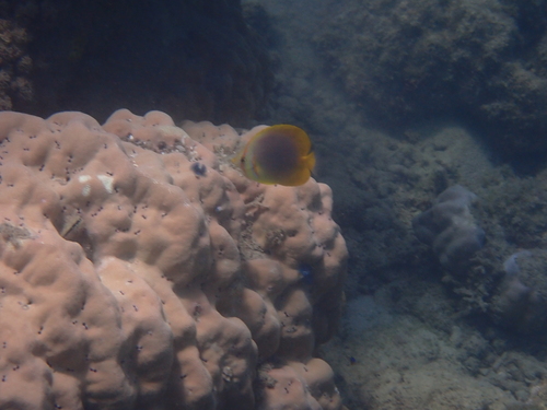 Chaetodon aureofasciatus observed 2026-10-26
