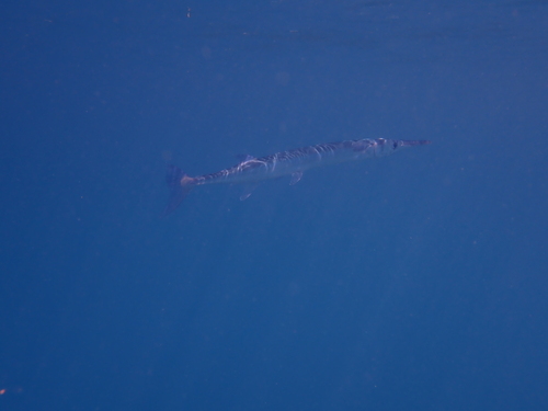 Tylosurus observed 2026-10-26