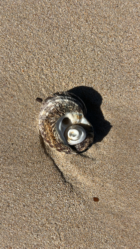 Turbo observed 2026-10-27