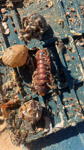 Chiton observed 2026-10-27