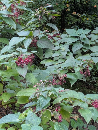 Clerodendrum observed 2026-10-27