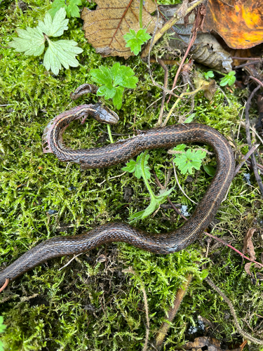 Thamnophis ordinoides observed 2026-10-26