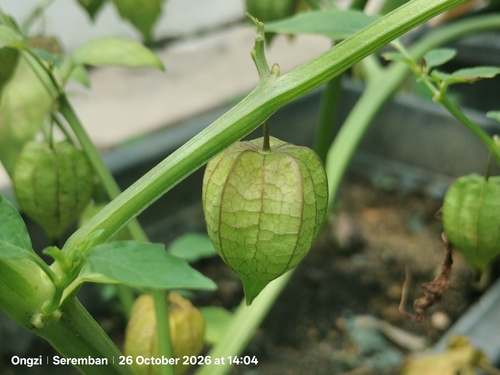 Physalis angulata observed 2026-10-26