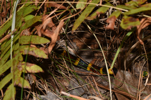 Micrurus fulvius observed 2026-10-25
