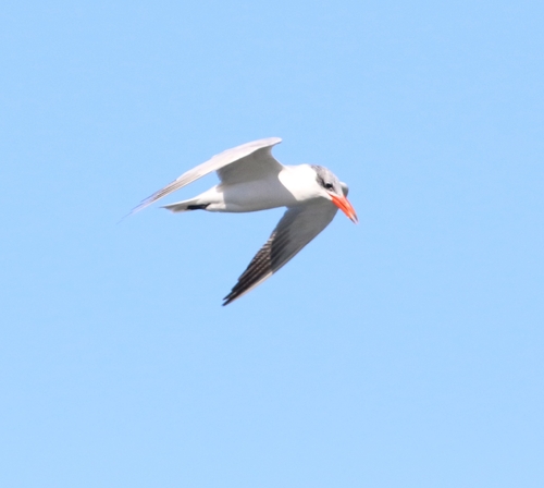 Hydroprogne caspia observed 2026-10-26
