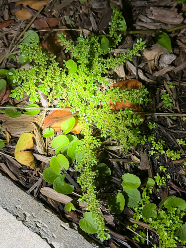 Pilea microphylla observed 2026-10-26