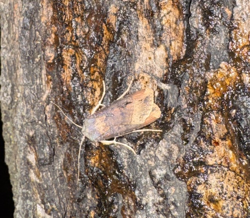 Agrotis ipsilon observed 2026-10-26