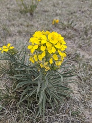 Erysimum asperum