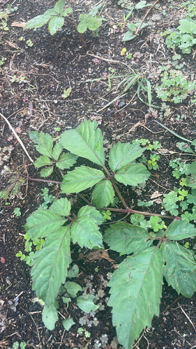 Causonis japonica observed 2026-10-27