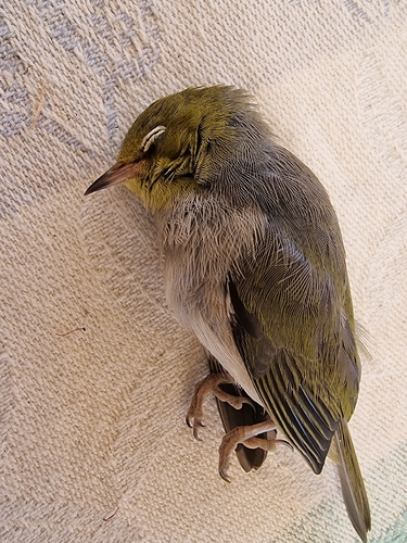 Zosterops lateralis observed 2026-10-27