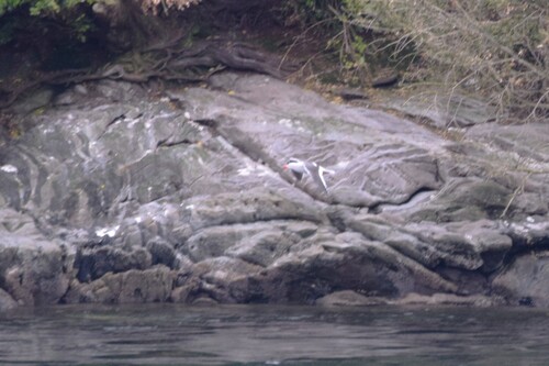 Leucophaeus scoresbii, 2026-10-21