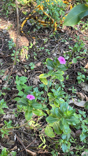 Catharanthus roseus observed 2026-10-27