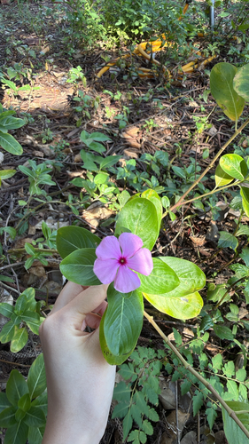 Catharanthus roseus observed 2026-10-27