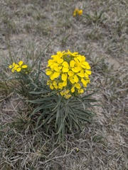 Erysimum asperum