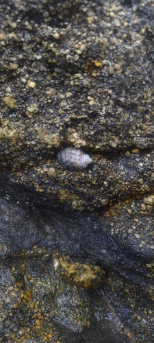Plicopurpura columellaris observed 2026-10-26