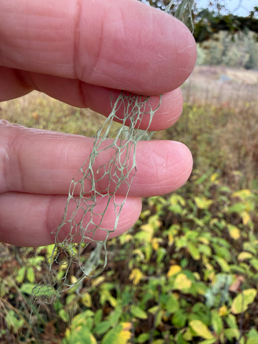 Ramalina observed 2026-10-26