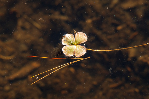 Marsilea quadrifolia observed 2026-10-26