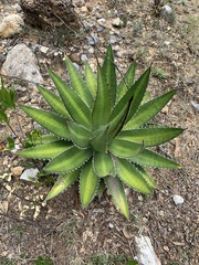 Agave obscura