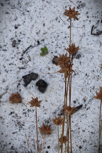Bulbostylis observed 2026-10-25