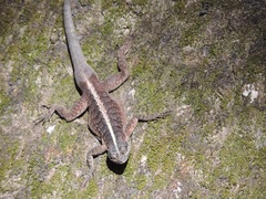 Tropidurus semitaeniatus