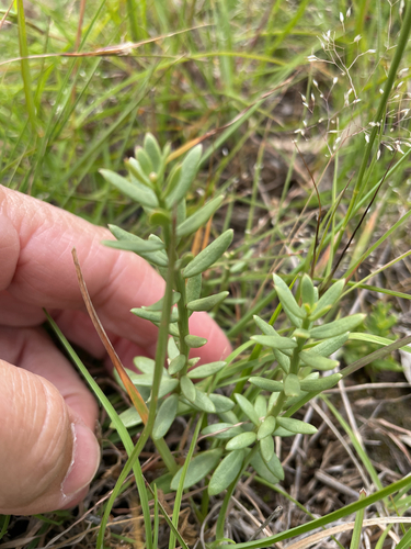 Stackhousia, 2026-10-27