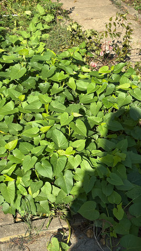 Ipomoea batatas observed 2026-10-27