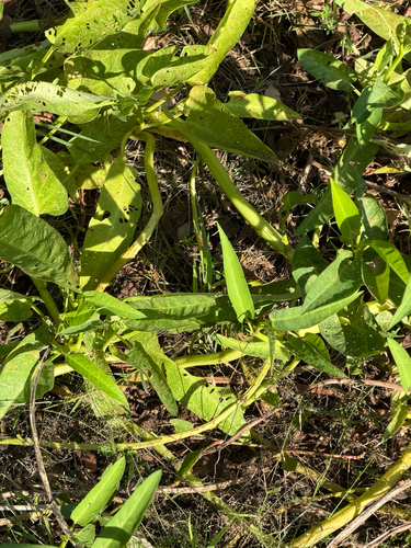 Ipomoea aquatica observed 2026-10-27