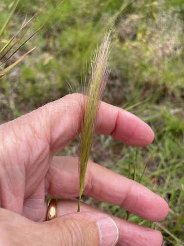 Dichelachne crinita observed 2026-10-27