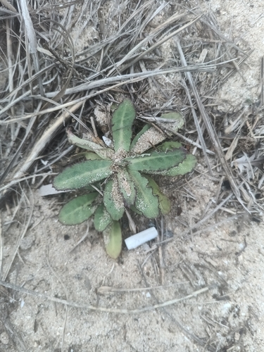 Sonchus megalocarpus, 2026-10-27