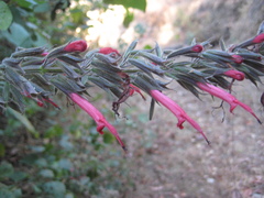 Salvia longistyla
