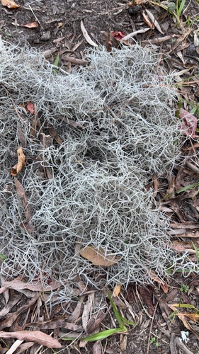 Tillandsia usneoides observed 2026-10-26