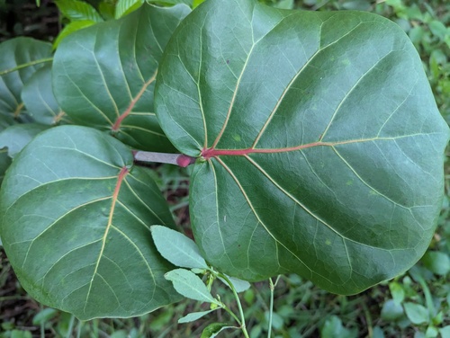 Coccoloba uvifera observed 2026-10-26