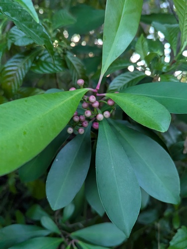 Ardisia observed 2026-10-26