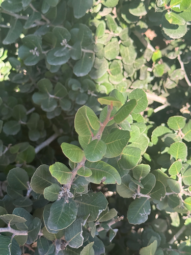 Rhus integrifolia observed 2026-10-26
