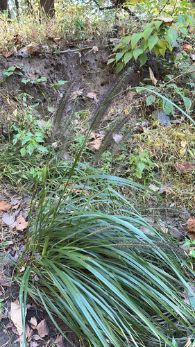 Cenchrus alopecuroides observed 2026-10-26