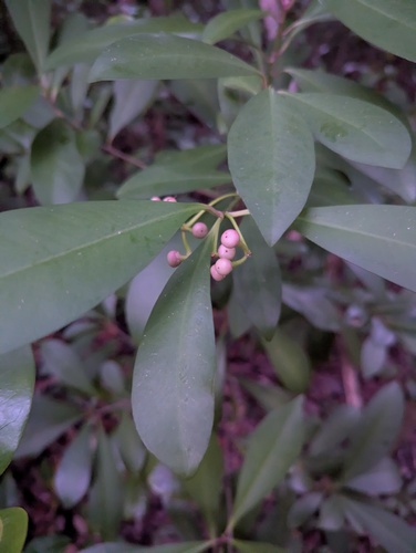 Ardisia observed 2026-10-26