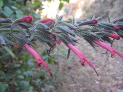 Salvia longistyla