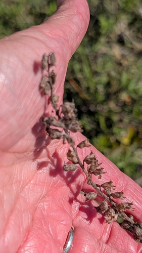 Teucrium canadense, 2026-10-21