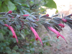 Salvia longistyla
