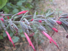 Salvia longistyla