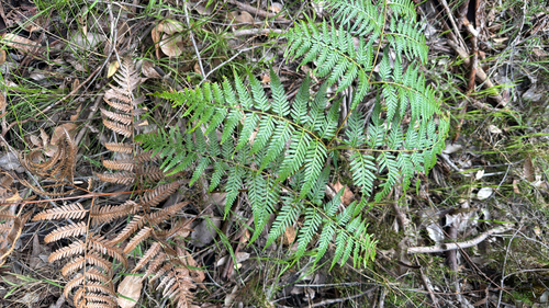 Pteridium esculentum observed 2026-10-27
