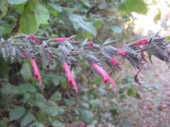 Salvia longistyla
