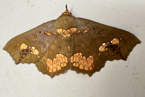 Eriocera observed 2026-10-26