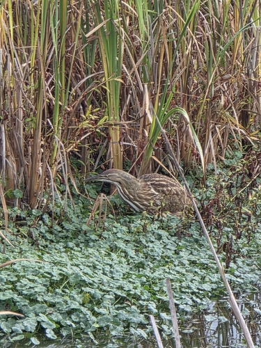 Botaurus lentiginosus observed 2026-10-26