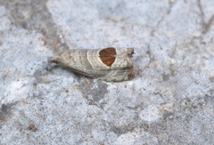 Notocelia uddmanniana