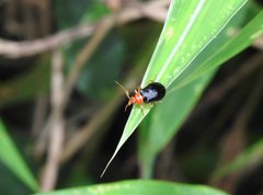 Aulacophora palliata