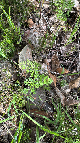 Daucus glochidiatus observed 2026-10-27